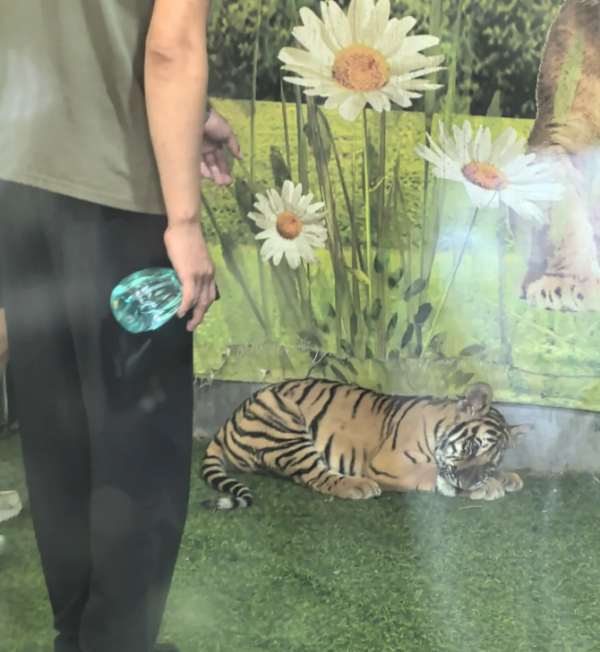 亿盛资产 动物园幼虎被打头喷水“强迫营业”，园方称取消拍照项目